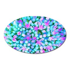 Blue And Hot Pink Succulent Sedum Flowers Detail Oval Magnet by myrubiogarden