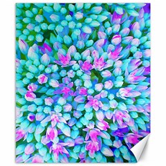 Blue And Hot Pink Succulent Sedum Flowers Detail Canvas 8  X 10 