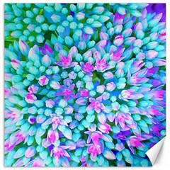 Blue And Hot Pink Succulent Sedum Flowers Detail Canvas 16  X 16  by myrubiogarden