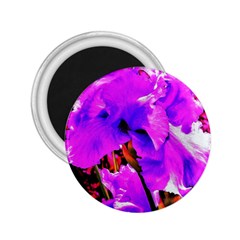 Abstract Ultra Violet Purple Iris On Red And Pink 2 25  Magnets by myrubiogarden