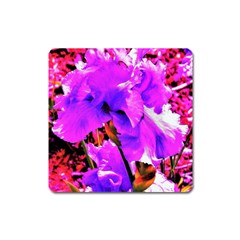 Abstract Ultra Violet Purple Iris On Red And Pink Square Magnet