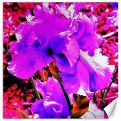 Abstract Ultra Violet Purple Iris On Red And Pink Canvas 12  x 12 