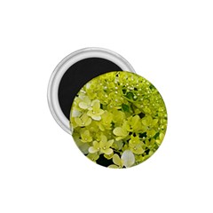 Elegant Chartreuse Green Limelight Hydrangea Macro 1 75  Magnets