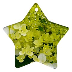 Elegant Chartreuse Green Limelight Hydrangea Macro Ornament (star) by myrubiogarden