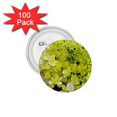 Elegant Chartreuse Green Limelight Hydrangea Macro 1 75  Buttons (100 Pack)  by myrubiogarden