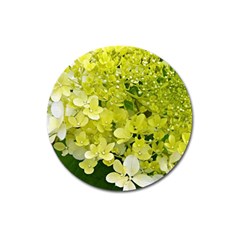 Elegant Chartreuse Green Limelight Hydrangea Macro Magnet 3  (round)