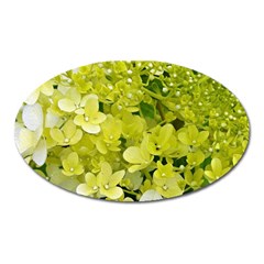 Elegant Chartreuse Green Limelight Hydrangea Macro Oval Magnet