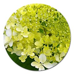 Elegant Chartreuse Green Limelight Hydrangea Macro Magnet 5  (round)