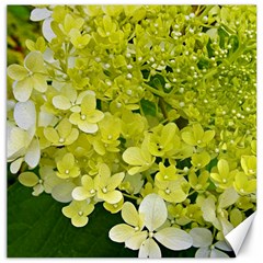 Elegant Chartreuse Green Limelight Hydrangea Macro Canvas 12  X 12 