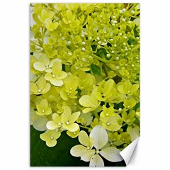 Elegant Chartreuse Green Limelight Hydrangea Macro Canvas 24  X 36  by myrubiogarden