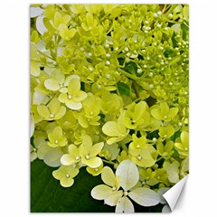 Elegant Chartreuse Green Limelight Hydrangea Macro Canvas 36  X 48  by myrubiogarden