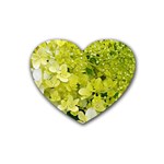 Elegant Chartreuse Green Limelight Hydrangea Macro Heart Coaster (4 pack)  Front