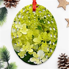 Elegant Chartreuse Green Limelight Hydrangea Macro Oval Filigree Ornament (two Sides) by myrubiogarden