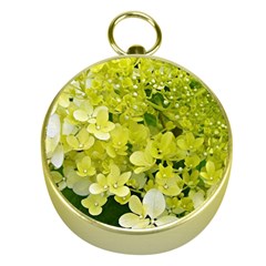 Elegant Chartreuse Green Limelight Hydrangea Macro Gold Compasses by myrubiogarden