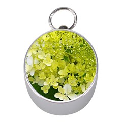 Elegant Chartreuse Green Limelight Hydrangea Macro Mini Silver Compasses by myrubiogarden