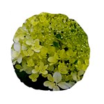 Elegant Chartreuse Green Limelight Hydrangea Macro Standard 15  Premium Flano Round Cushions Back