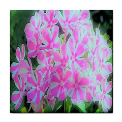 Hot Pink And White Peppermint Twist Garden Phlox Tile Coasters