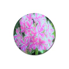 Hot Pink And White Peppermint Twist Garden Phlox Magnet 3  (round)