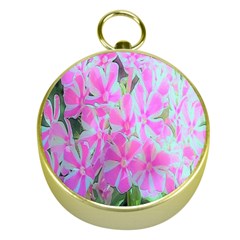 Hot Pink And White Peppermint Twist Garden Phlox Gold Compasses by myrubiogarden