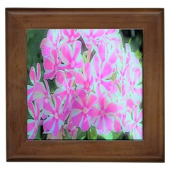 Hot Pink And White Peppermint Twist Garden Phlox Framed Tiles by myrubiogarden