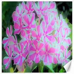 Hot Pink And White Peppermint Twist Garden Phlox Canvas 16  X 16  by myrubiogarden