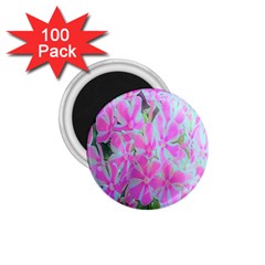 Hot Pink And White Peppermint Twist Garden Phlox 1 75  Magnets (100 Pack)  by myrubiogarden