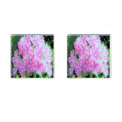 Hot Pink And White Peppermint Twist Garden Phlox Cufflinks (square) by myrubiogarden