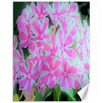 Hot Pink And White Peppermint Twist Garden Phlox Canvas 18  x 24  17.8 x23.08  Canvas - 1