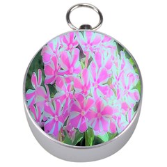 Hot Pink And White Peppermint Twist Garden Phlox Silver Compasses by myrubiogarden