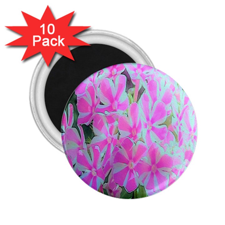 Hot Pink And White Peppermint Twist Garden Phlox 2.25  Magnets (10 pack) 