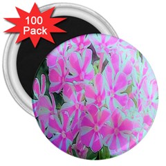 Hot Pink And White Peppermint Twist Garden Phlox 3  Magnets (100 Pack) by myrubiogarden