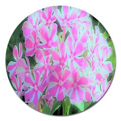 Hot Pink And White Peppermint Twist Garden Phlox Magnet 5  (round) by myrubiogarden