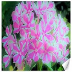 Hot Pink And White Peppermint Twist Garden Phlox Canvas 20  x 20  19 x19.27  Canvas - 1