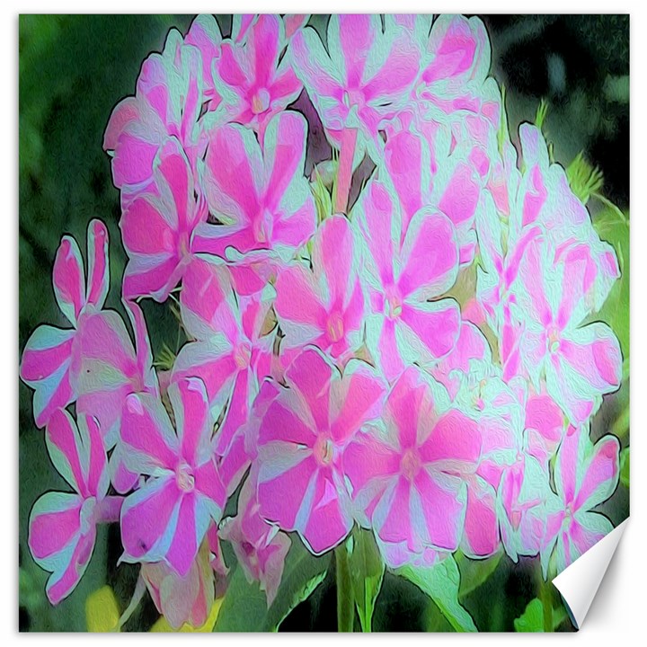 Hot Pink And White Peppermint Twist Garden Phlox Canvas 20  x 20 