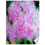 Hot Pink And White Peppermint Twist Garden Phlox Canvas 36  x 48  35.26 x46.15  Canvas - 1