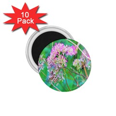 Invincibelle Spirit Hot Pink Hydrangeas On Aqua Green 1 75  Magnets (10 Pack)  by myrubiogarden