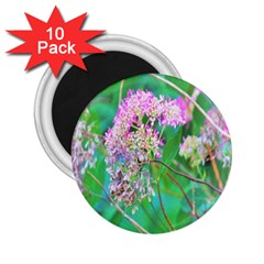 Invincibelle Spirit Hot Pink Hydrangeas On Aqua Green 2 25  Magnets (10 Pack)  by myrubiogarden