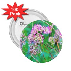 Invincibelle Spirit Hot Pink Hydrangeas On Aqua Green 2 25  Buttons (100 Pack)  by myrubiogarden