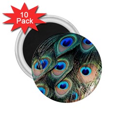 Peacock Feathers Bird Colorful 2 25  Magnets (10 Pack) 