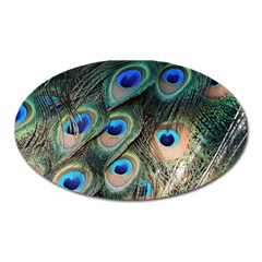 Peacock Feathers Bird Colorful Oval Magnet by Wegoenart