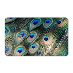 Peacock Feathers Bird Colorful Magnet (rectangular) by Wegoenart