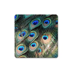 Peacock Feathers Bird Colorful Square Magnet by Wegoenart