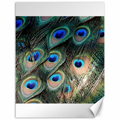 Peacock Feathers Bird Colorful Canvas 12  X 16 