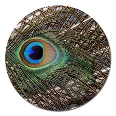 Peacock Tail Feathers Magnet 5  (round) by Wegoenart