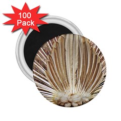 Peacock Wheel Bird Nature 2 25  Magnets (100 Pack) 