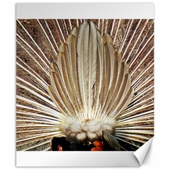 Peacock Wheel Bird Nature Canvas 8  X 10  by Wegoenart