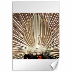 Peacock Wheel Bird Nature Canvas 20  X 30  by Wegoenart