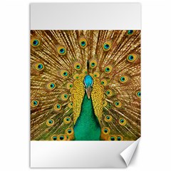 Peacock Feather Bird Peafowl Canvas 24  X 36  by Wegoenart