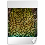 Peacock Bird Feather Color Canvas 12  x 18  11.88 x17.36  Canvas - 1