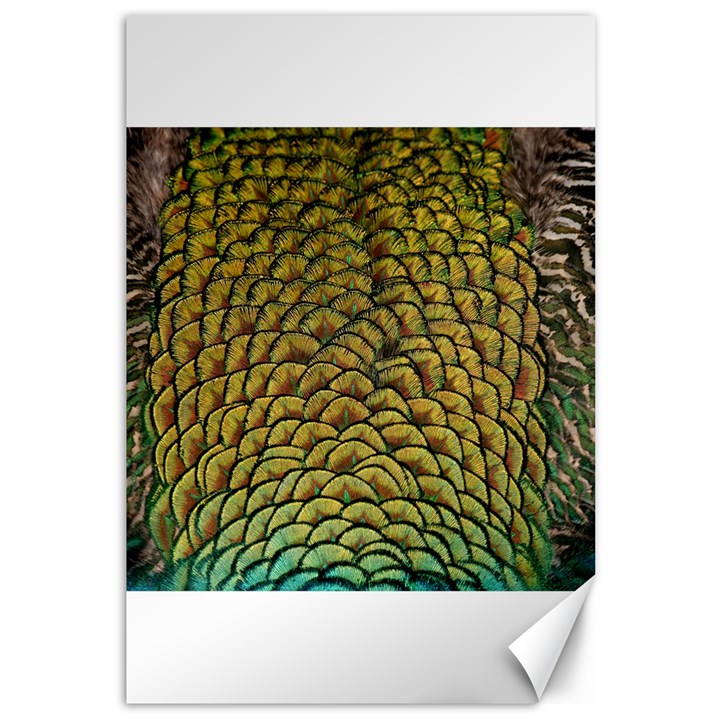 Peacock Bird Feather Color Canvas 12  x 18 